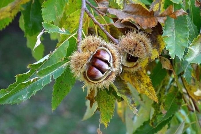 Castagno e agroalimentare: atelier di presentazione del centro per la convervazione e premoltiplicazione del castagno e del centro di ricerca sul cibo e antifrodi